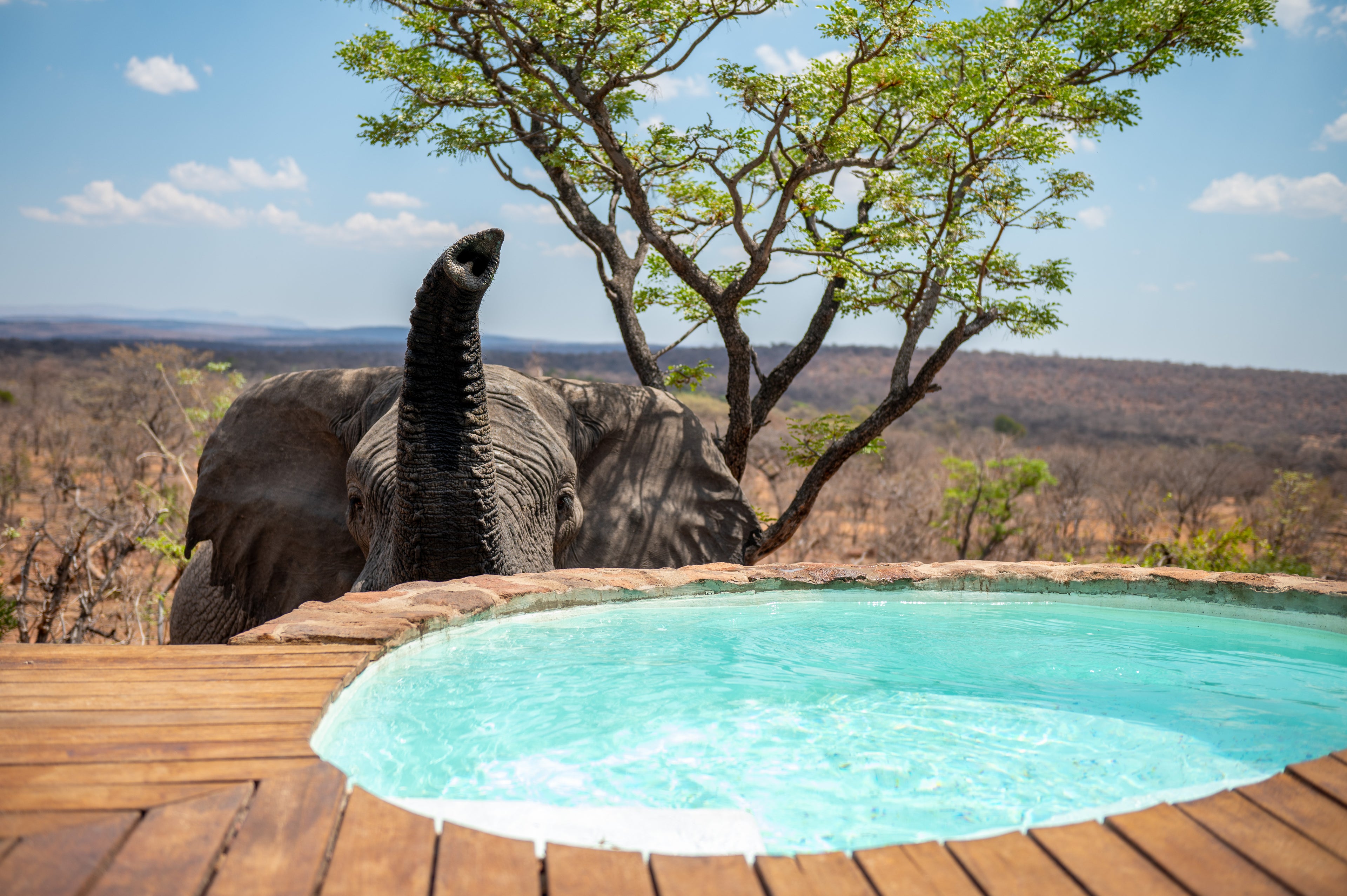 Elephant drinking from splash pool