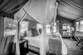Safari Tent