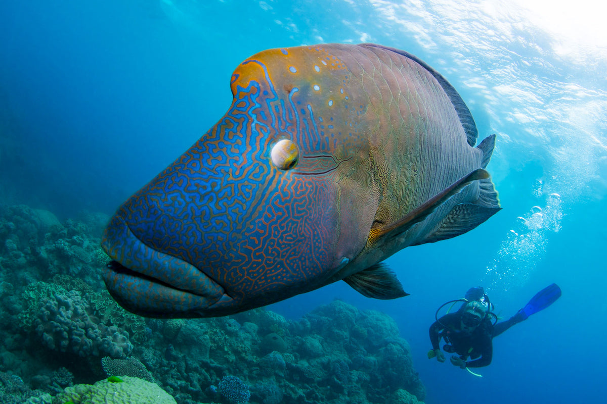 Passions Of Paradise Full Day Great Barrier Reef Tour