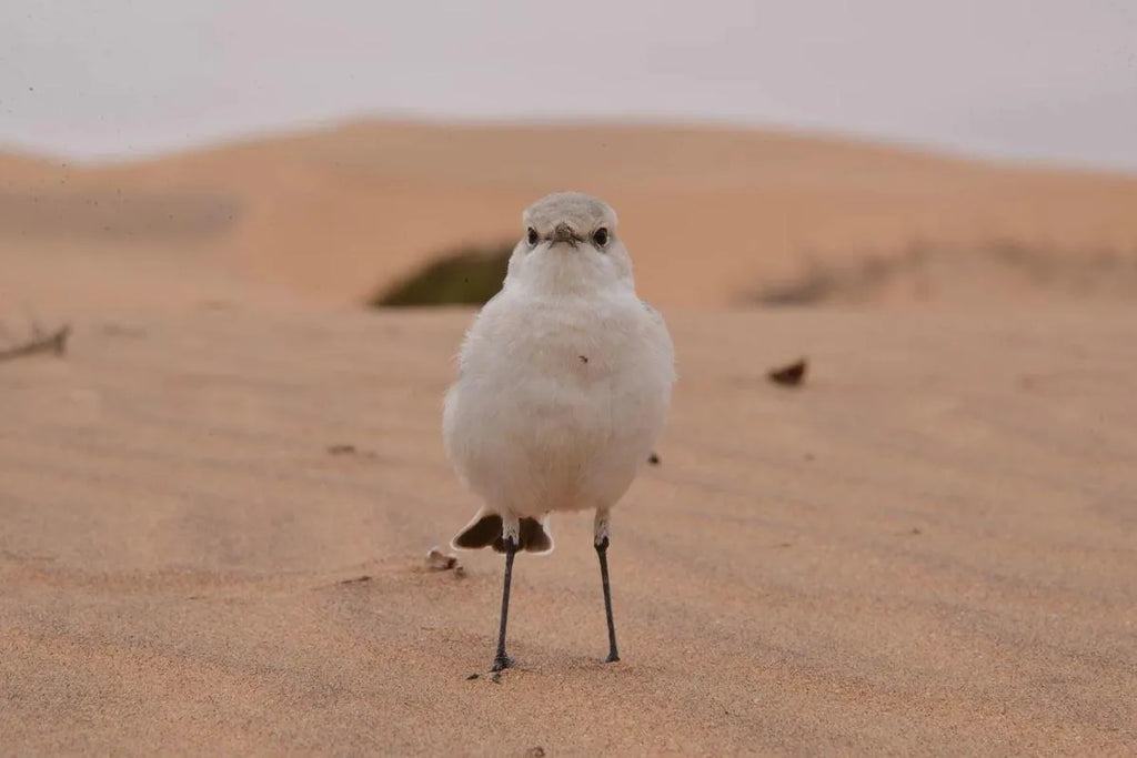 Chris Nel Living Desert Adventures, Swakopmund, Namibia gallery image 14.