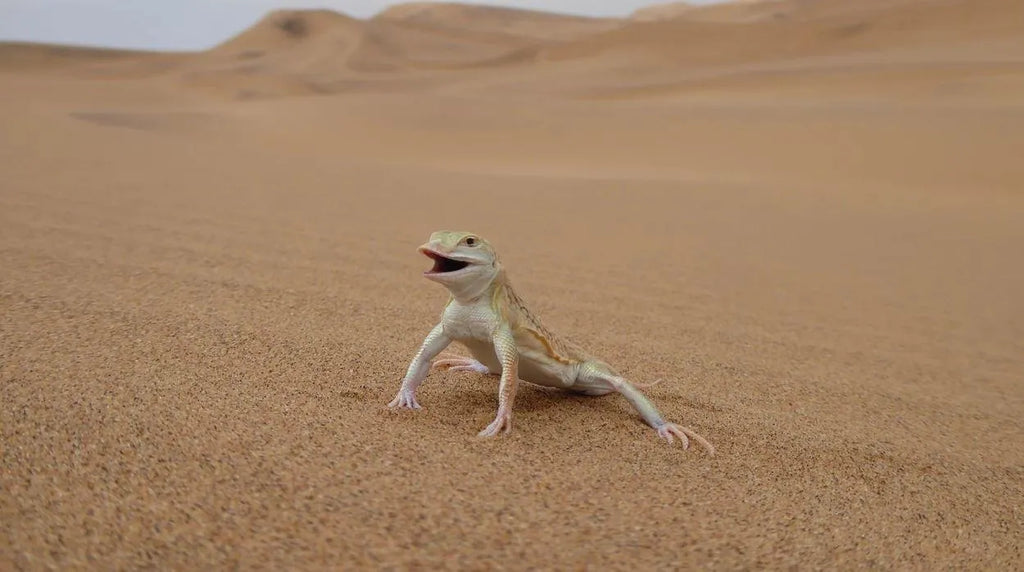 Chris Nel Living Desert Adventures, Swakopmund, Namibia gallery image 10.