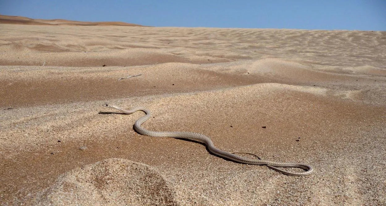 Chris Nel Living Desert Adventures, Swakopmund, Namibia gallery image 6.