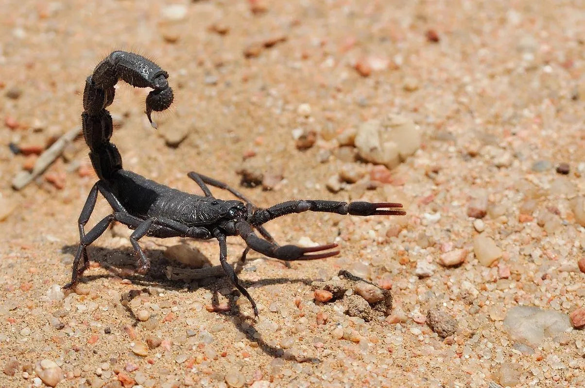 Chris Nel Living Desert Adventures, Swakopmund, Namibia gallery image 13.