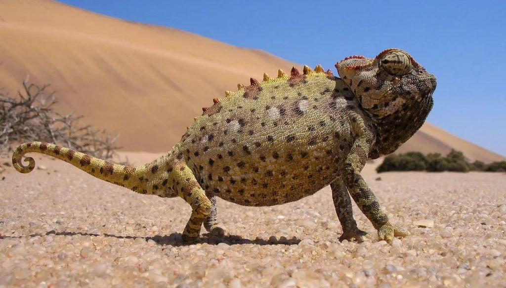 Chris Nel Living Desert Adventures, Swakopmund, Namibia gallery image 7.