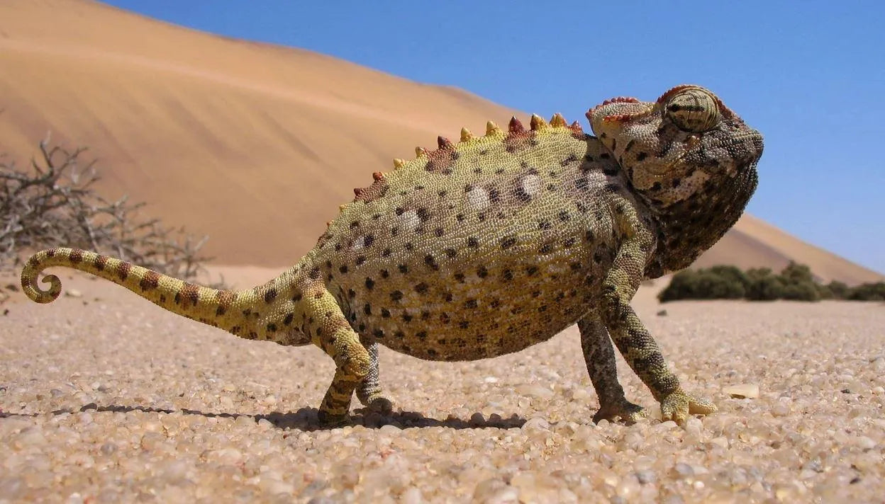 Chris Nel Living Desert Adventures, Swakopmund, Namibia gallery image 7.
