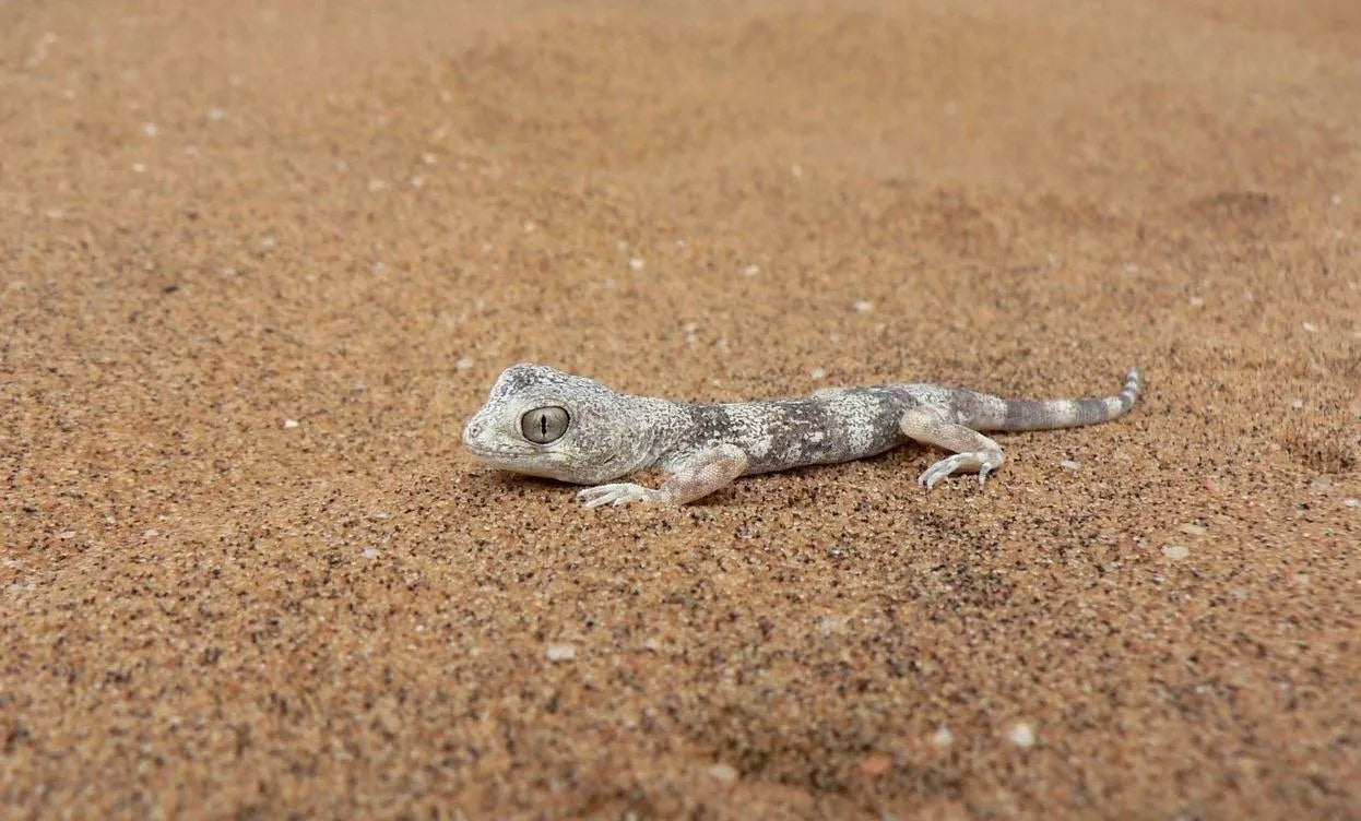 Chris Nel Living Desert Adventures, Swakopmund, Namibia gallery image 12.