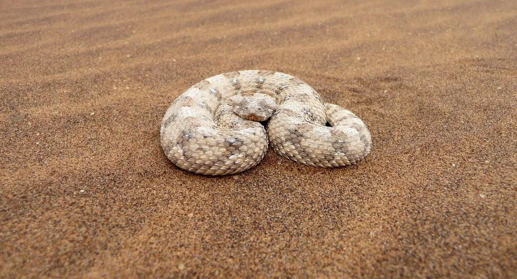Chris Nel Living Desert Adventures, Swakopmund, Namibia gallery image 11.