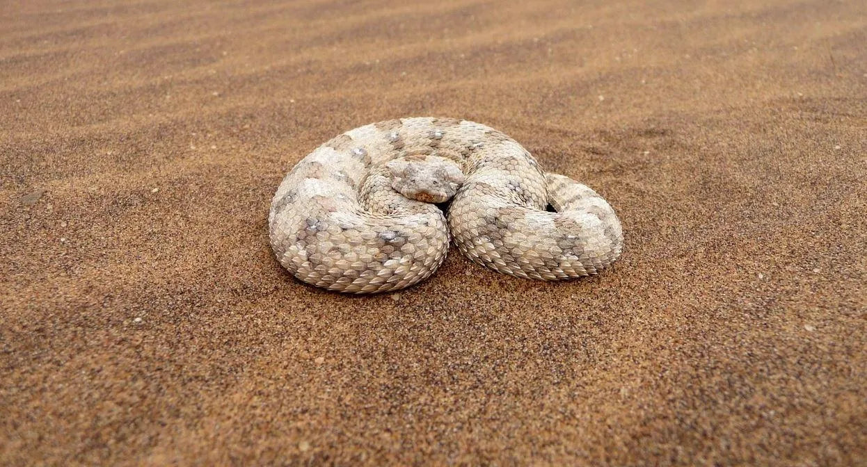 Chris Nel Living Desert Adventures, Swakopmund, Namibia gallery image 11.