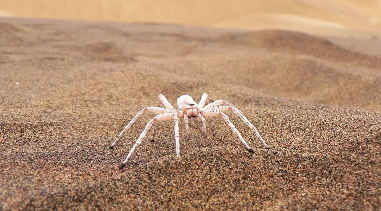 Chris Nel Living Desert Adventures, Swakopmund, Namibia gallery image 9.