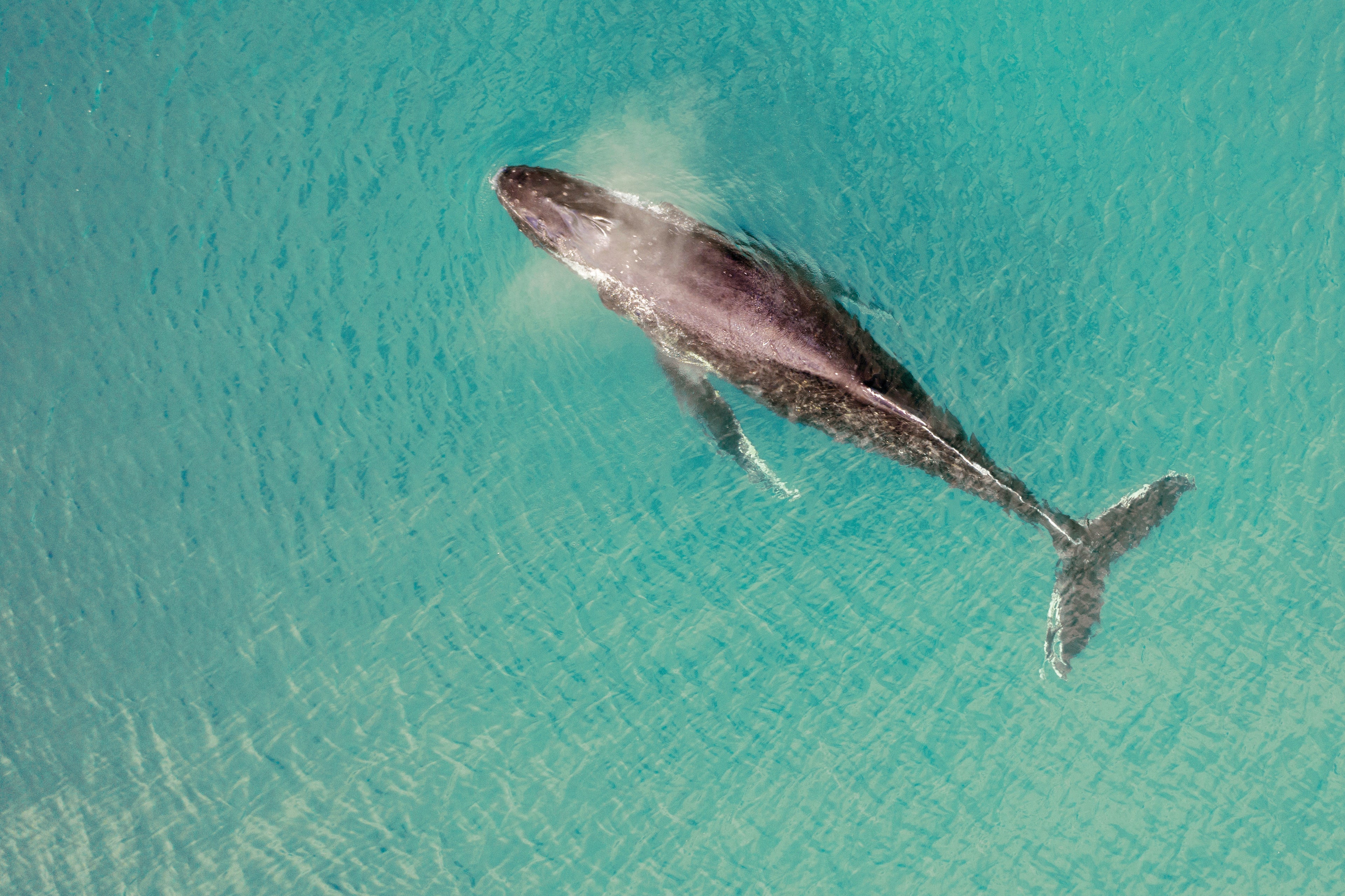 Whale Sighting