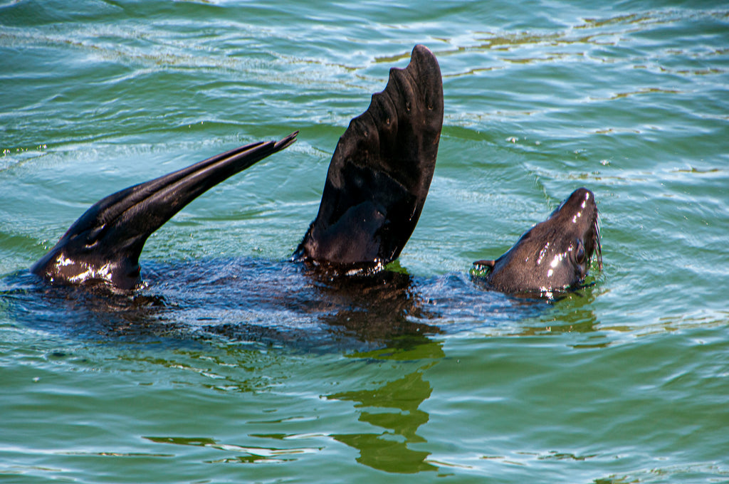Catch a glimpse of a playful seal