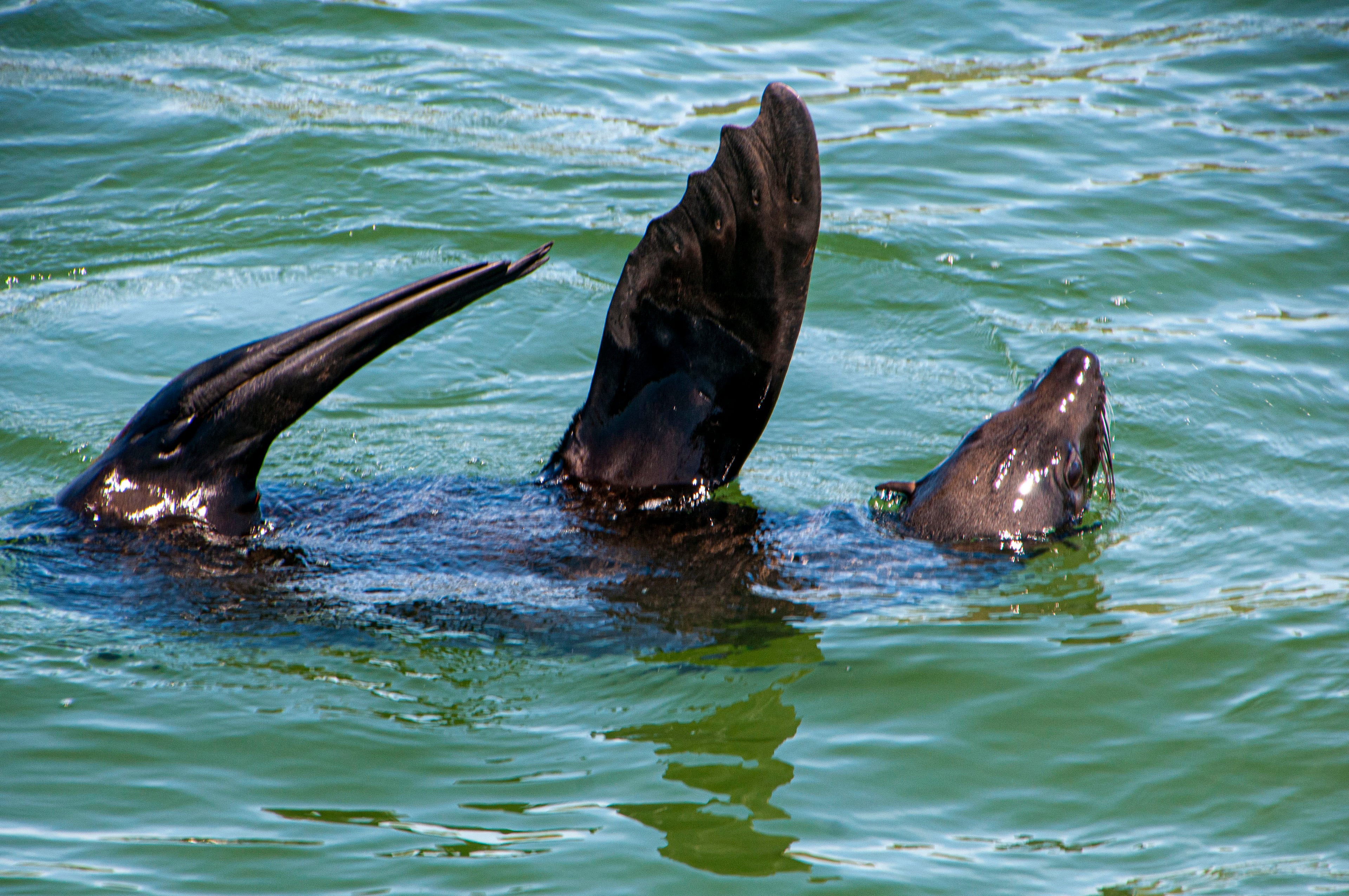 Catch a glimpse of a playful seal