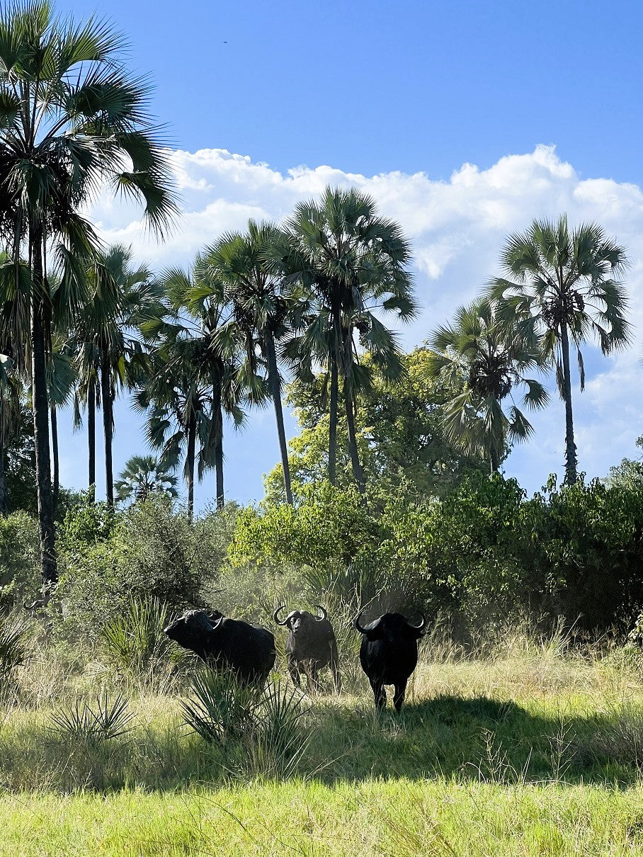 Buffalo at Kala Camp Island