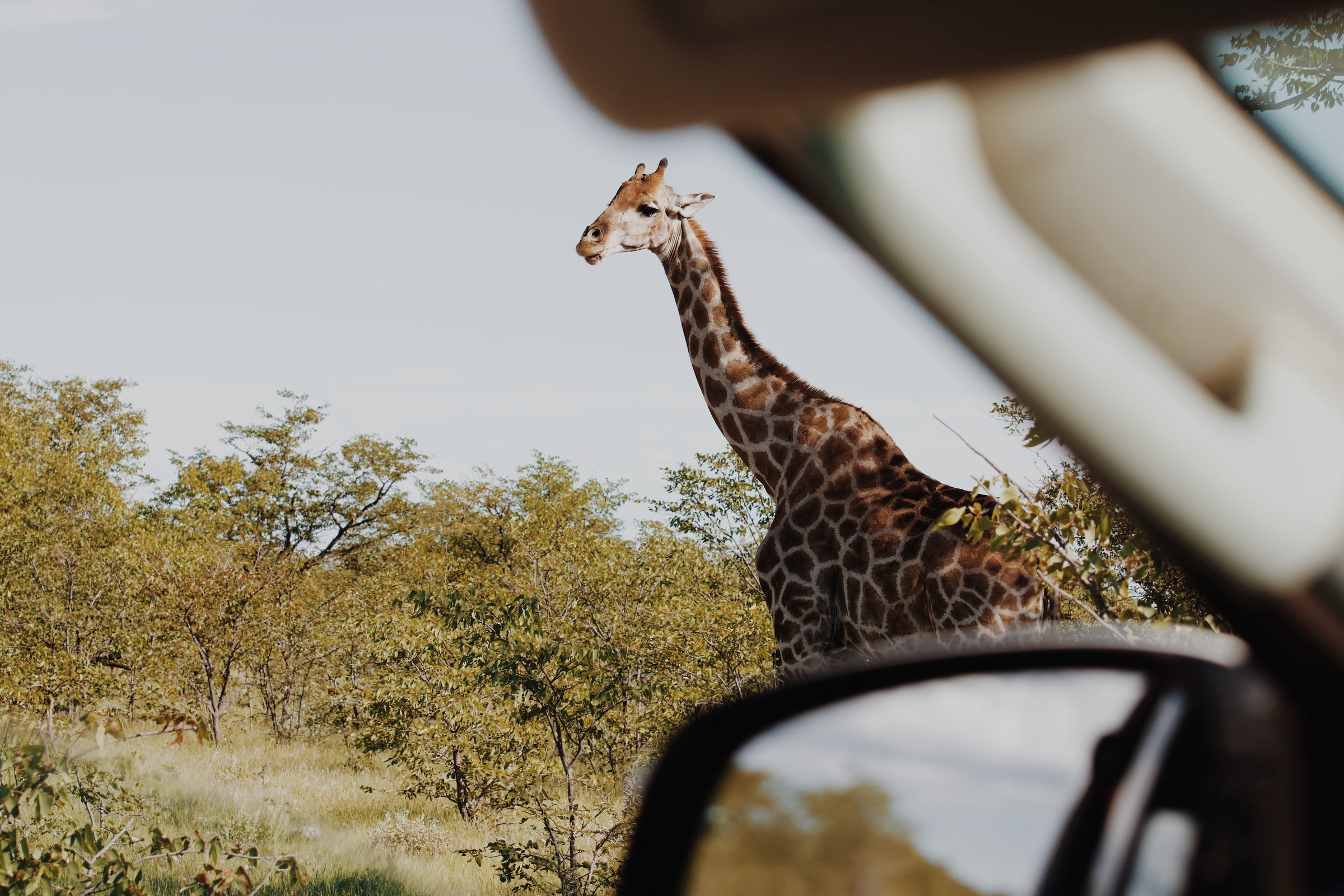 Self-Drive Safari through Etosha National Park