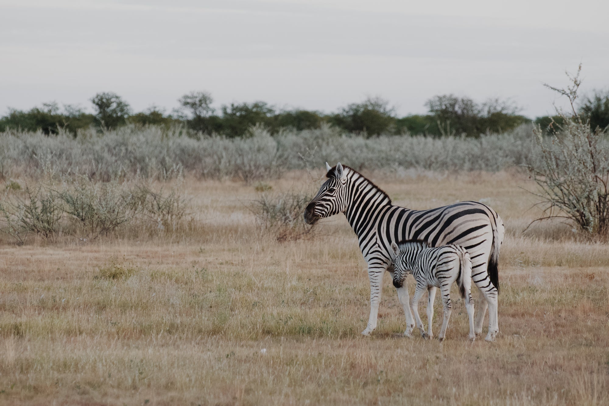 Self-Drive Safari through Etosha National Park