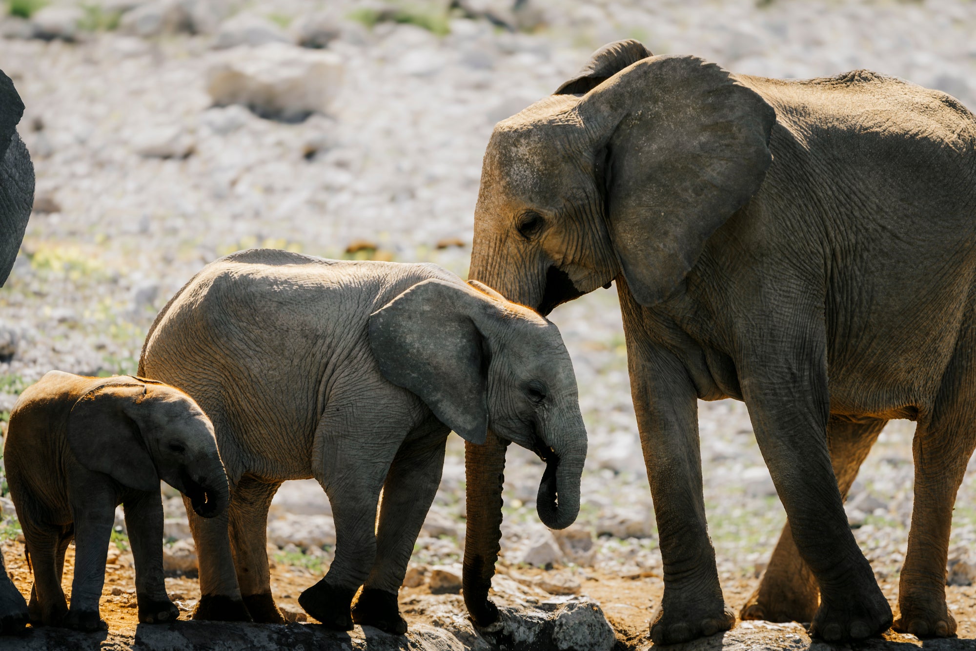 Half Day Game Drive into Etosha