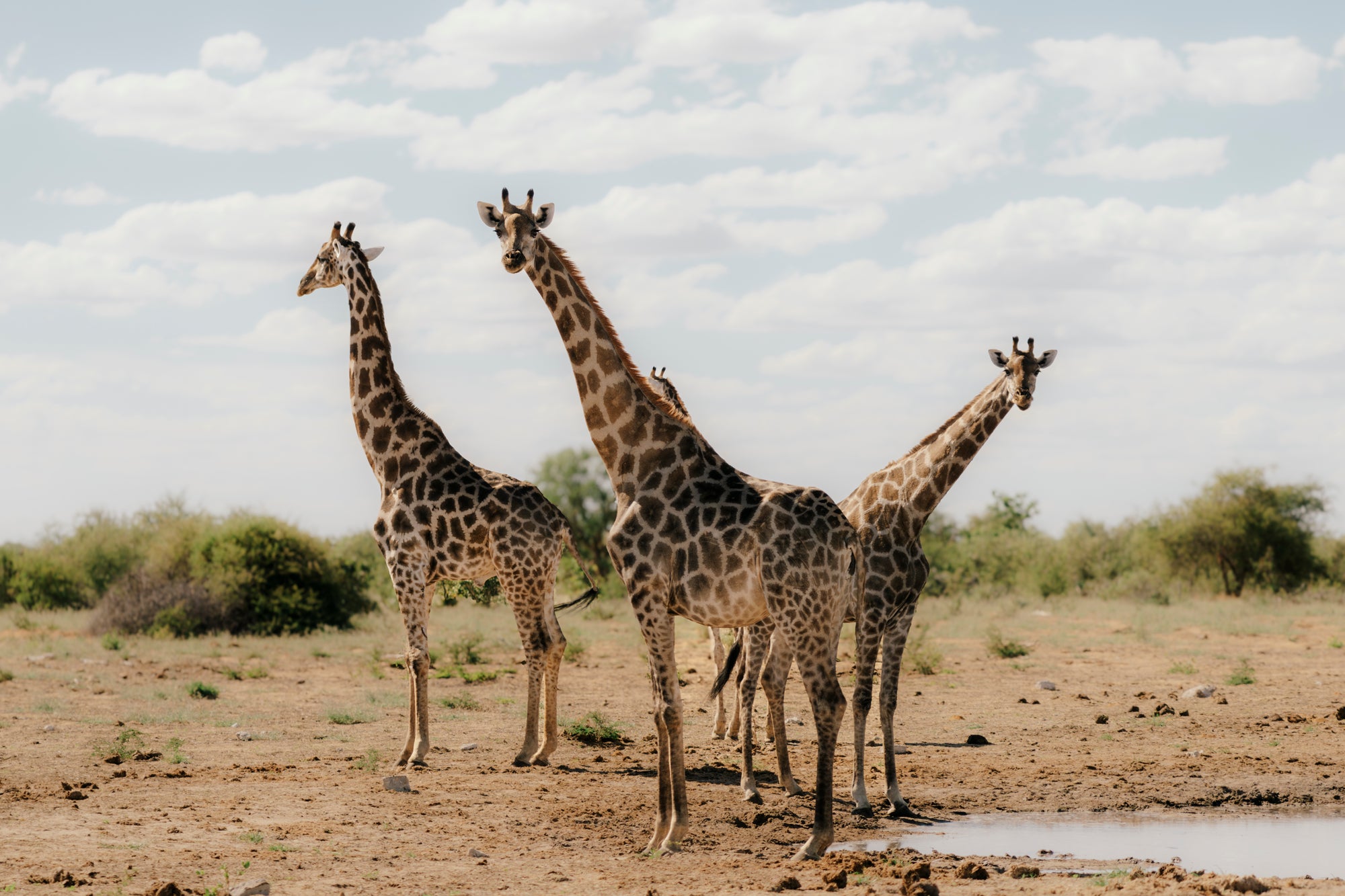 Half Day Game Drive into Etosha