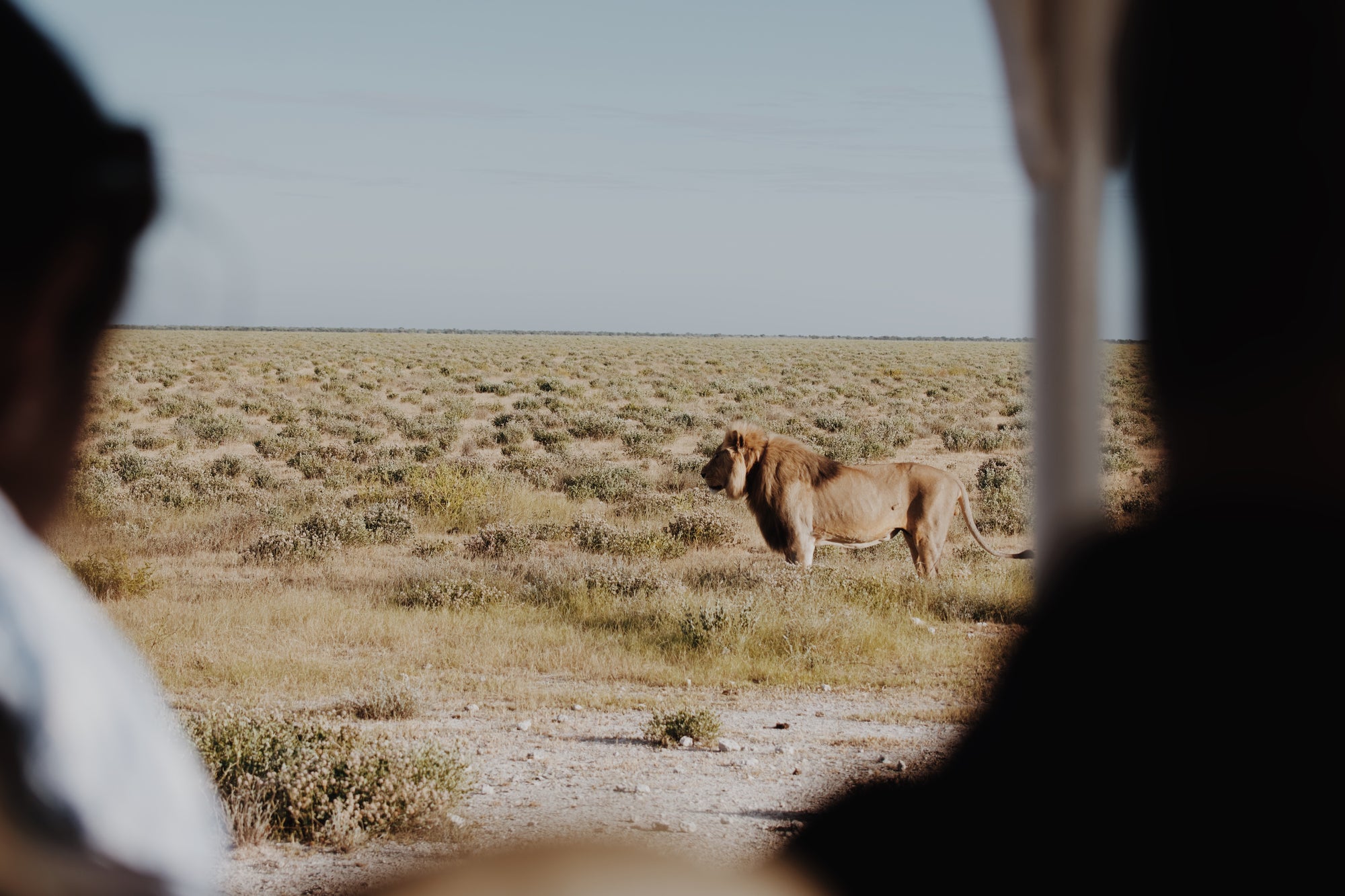 Full Day Game Drive into Etosha