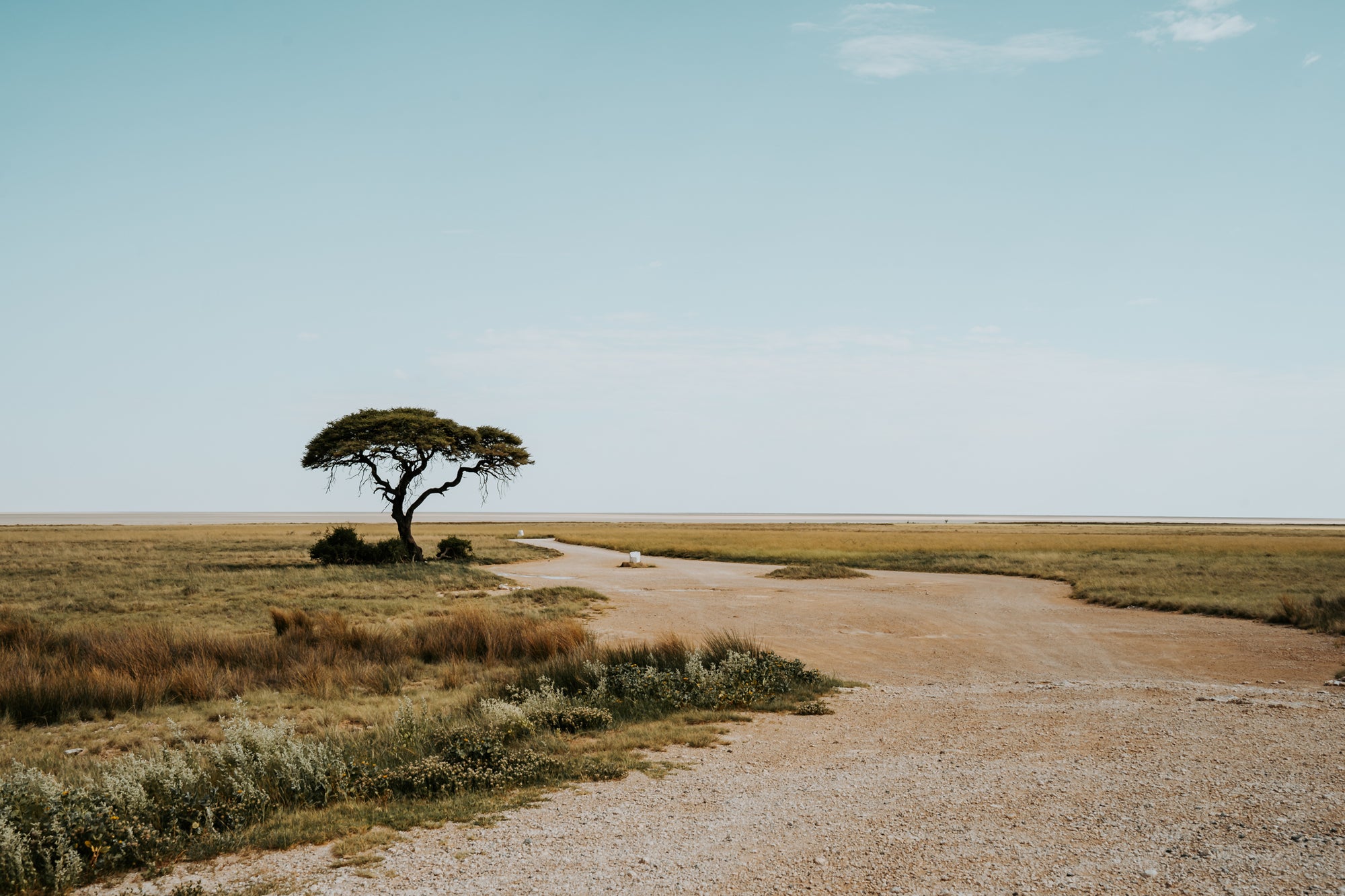Full Day Game Drive into Etosha