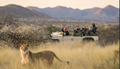 Private Game Drives