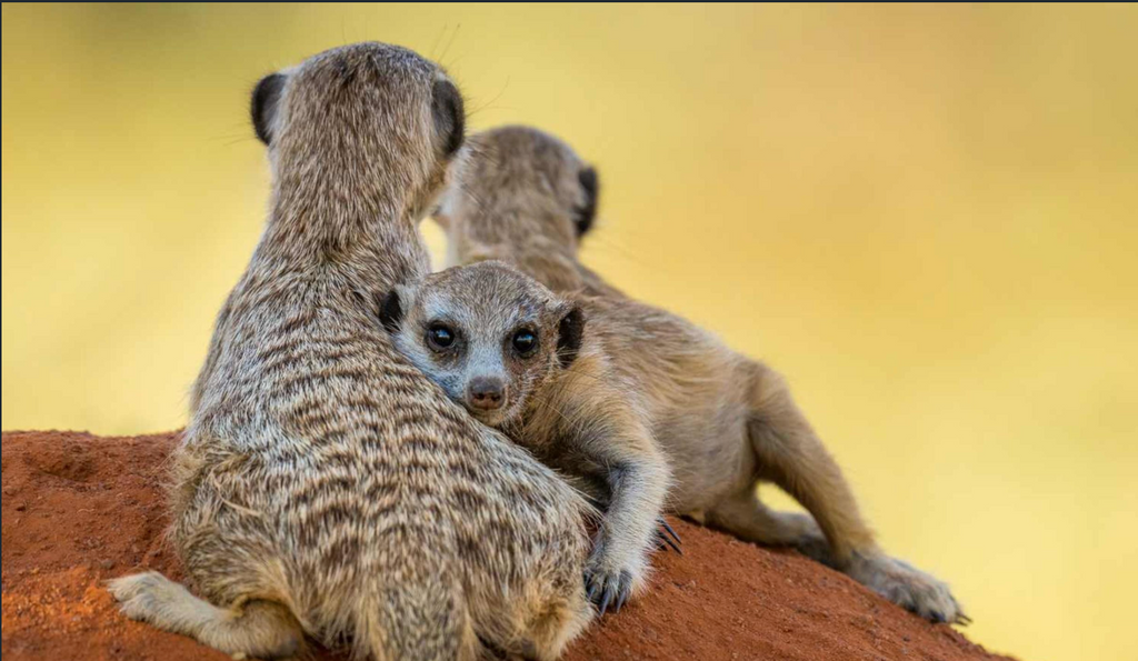 Meerkats Encounters