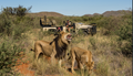 Photographic Safari 