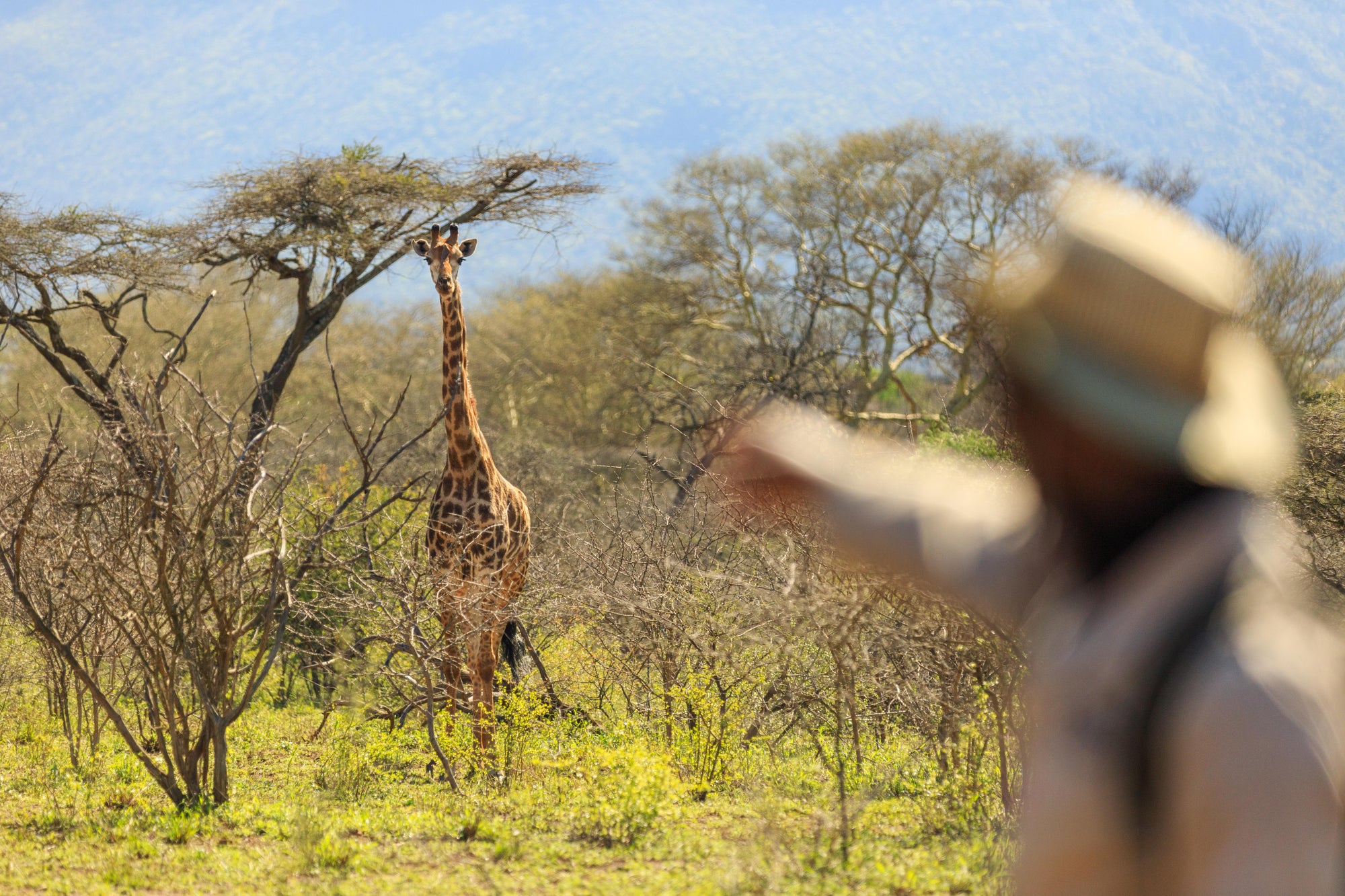 KaMsholo Bushveld Safaris