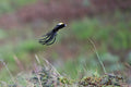 Chelinda Camp : Birding