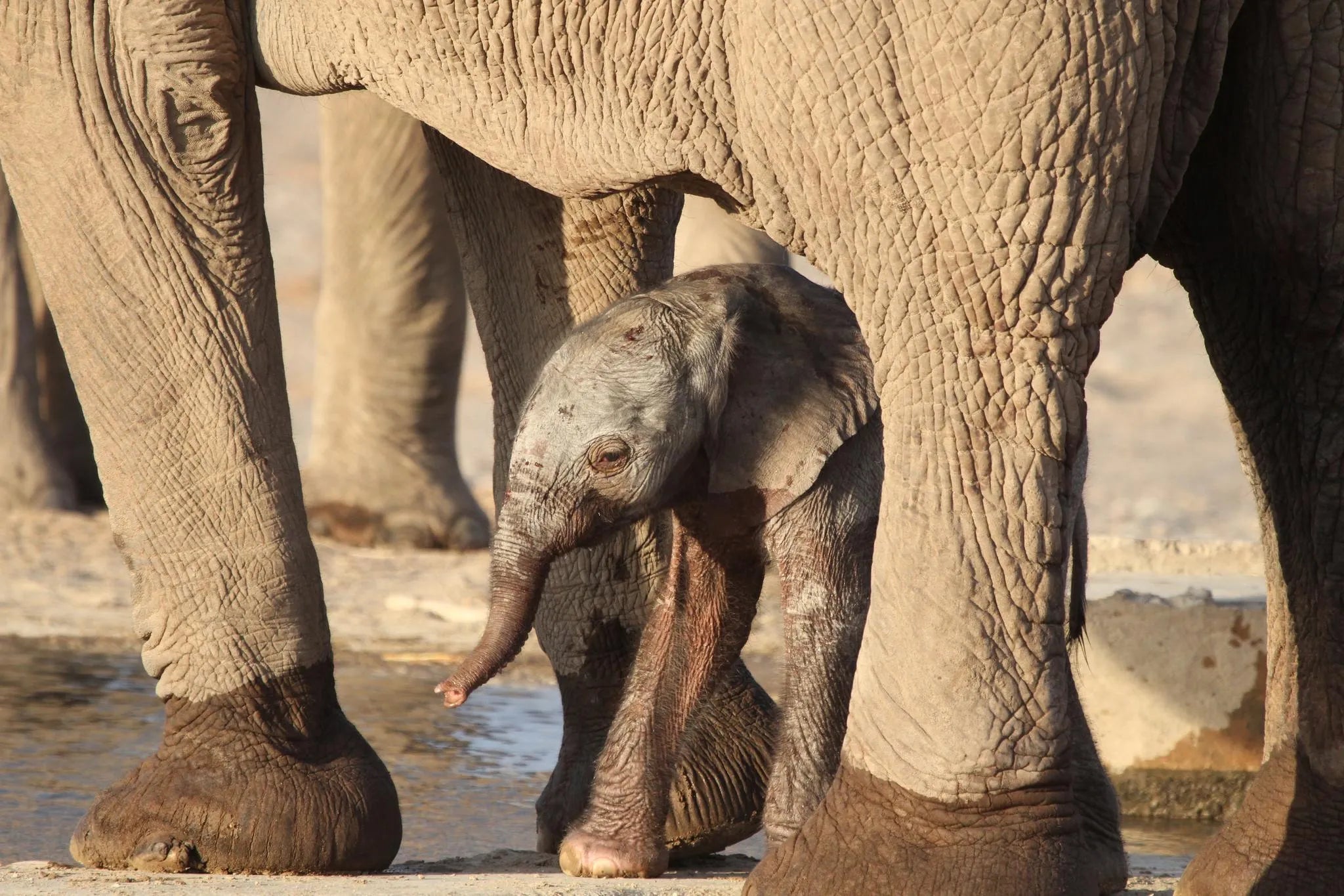 Wilderness Hoanib Skeleton Coast Camp – Interaction with Wildlife Researchers *