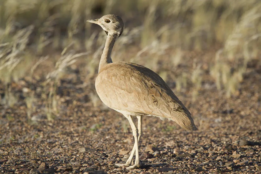 Wilderness Hoanib Skeleton Coast Camp – Birding