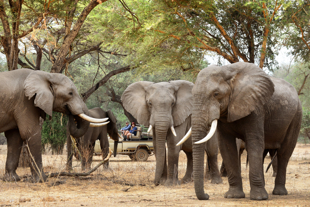 Game Drives (4 x 4) 