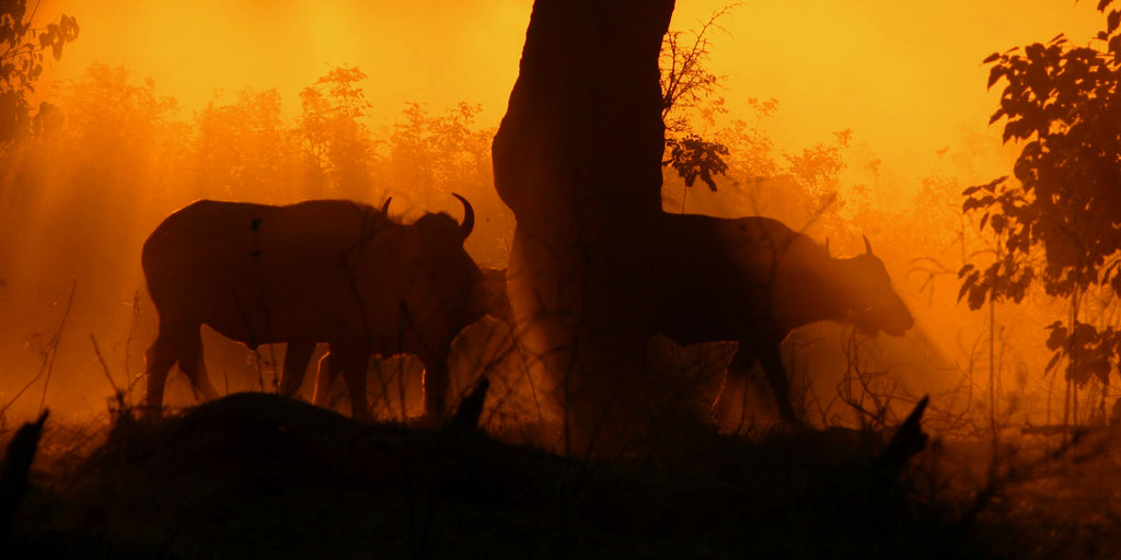 Game Drives (4 x 4) 