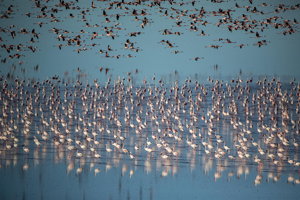 Flamingo Migration  gallery image 2