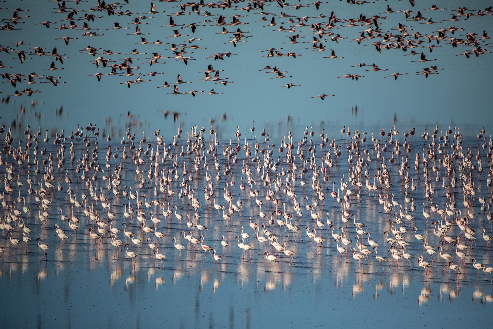 Flamingo Migration  gallery image 2