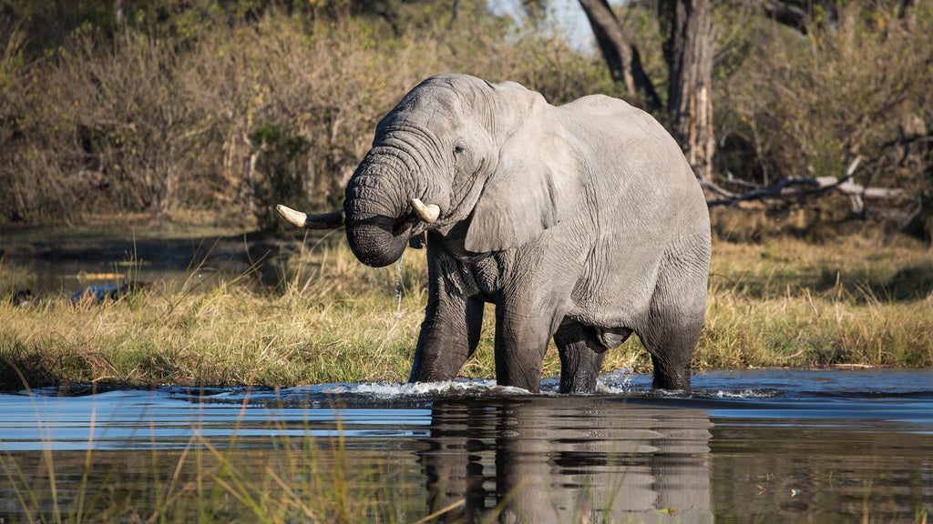 Game Drives  gallery image 4