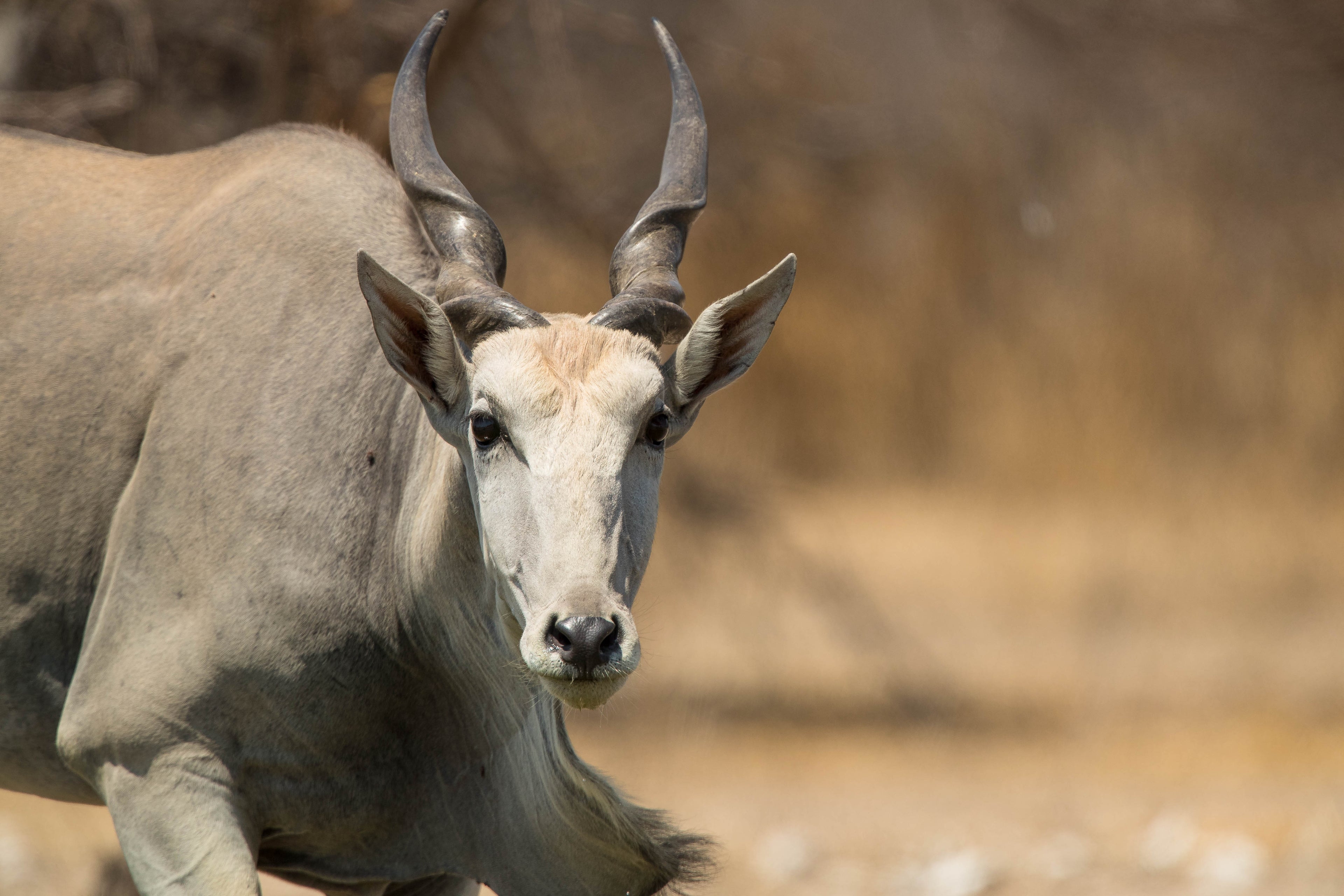 Wildlife