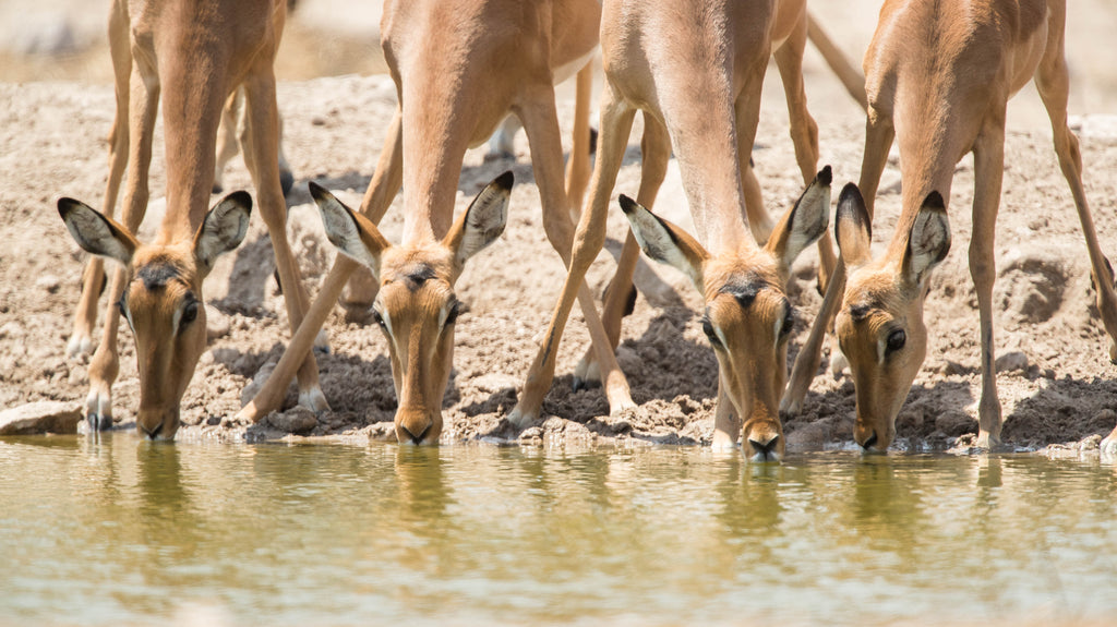 Wildlife