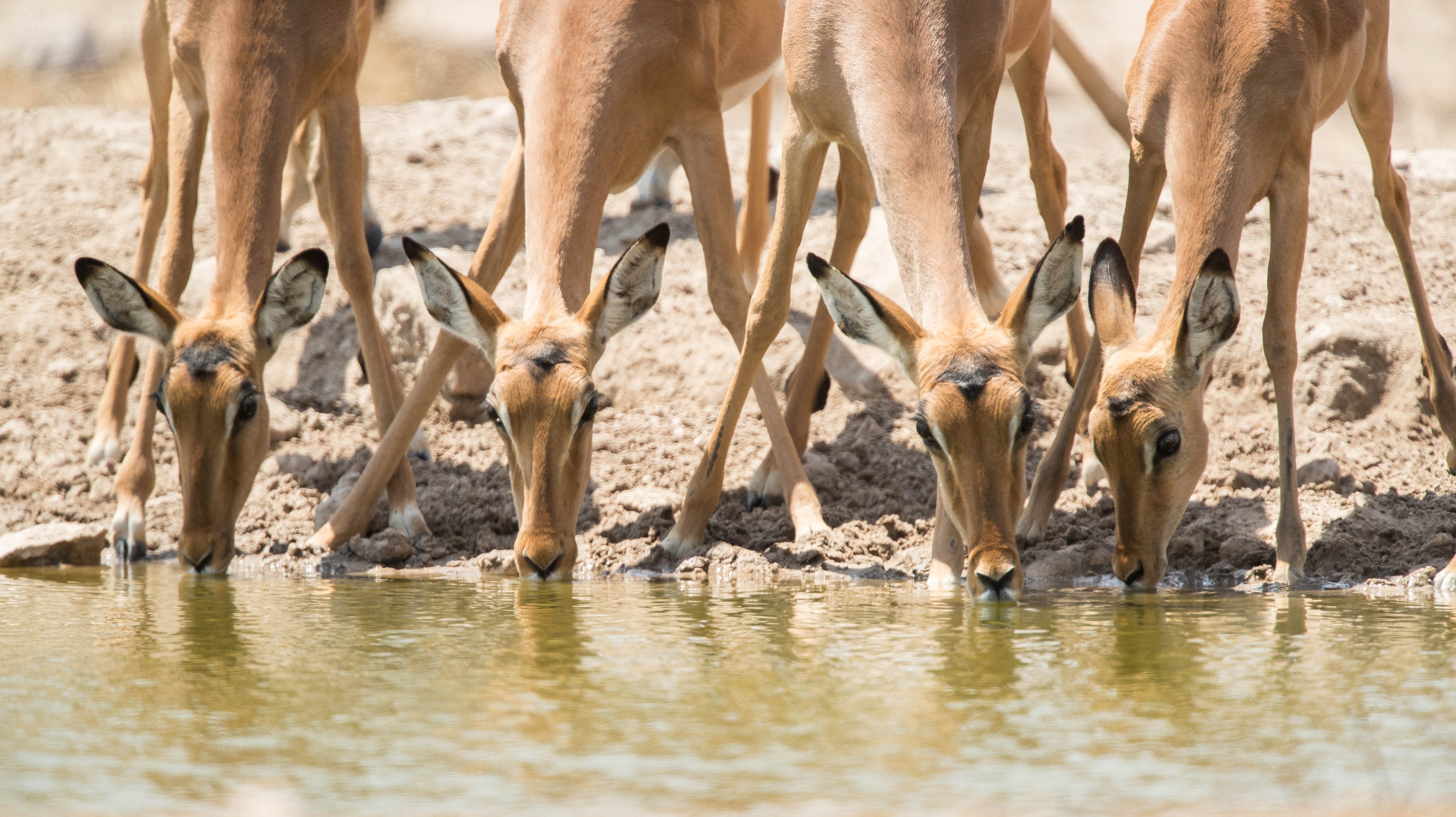 Wildlife