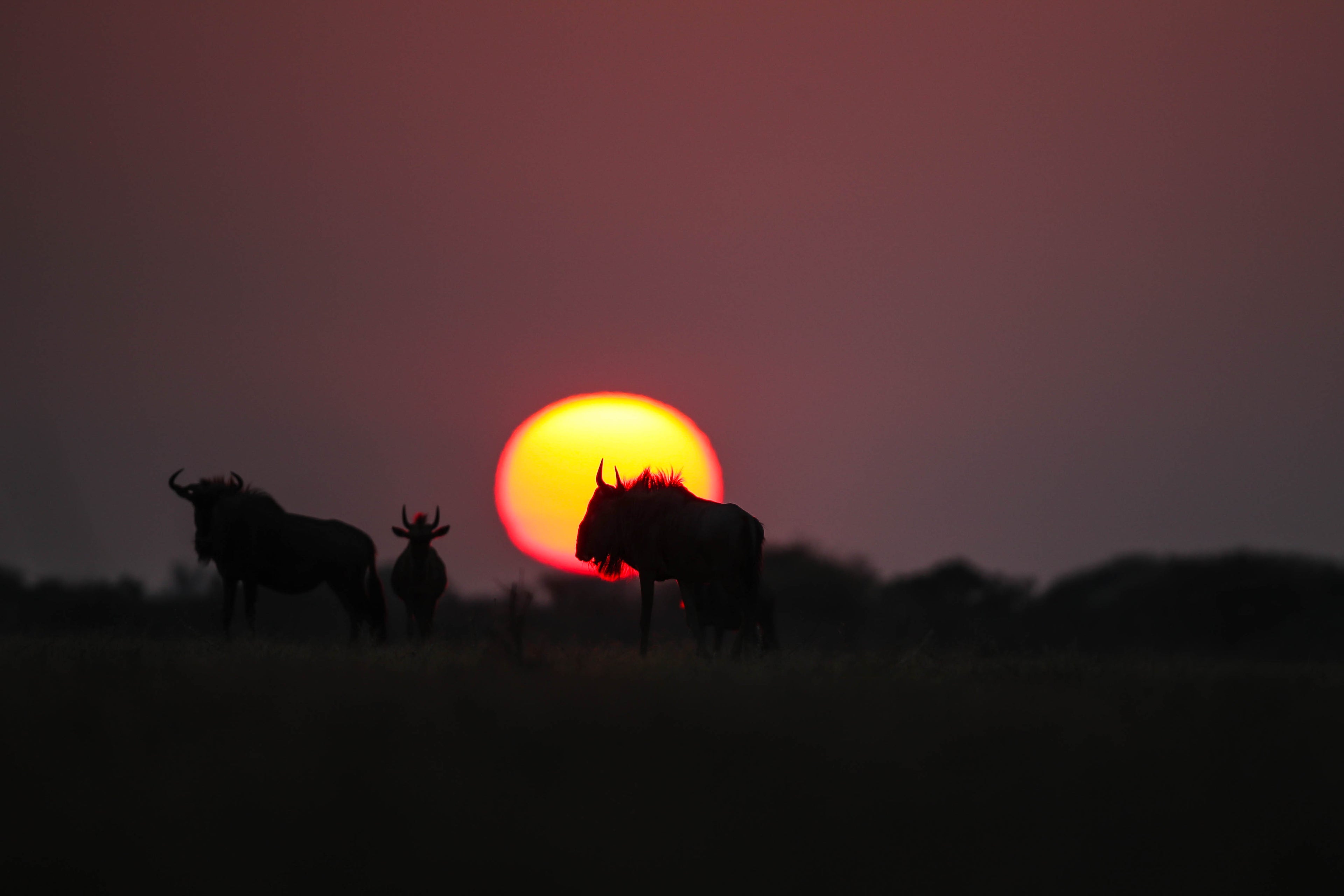 Wildlife
