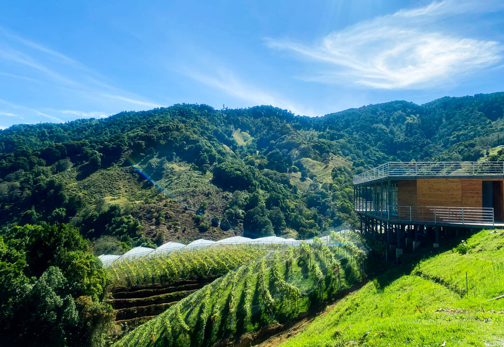 Vineyard