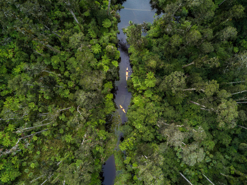 Rainforest, Ōkārito River