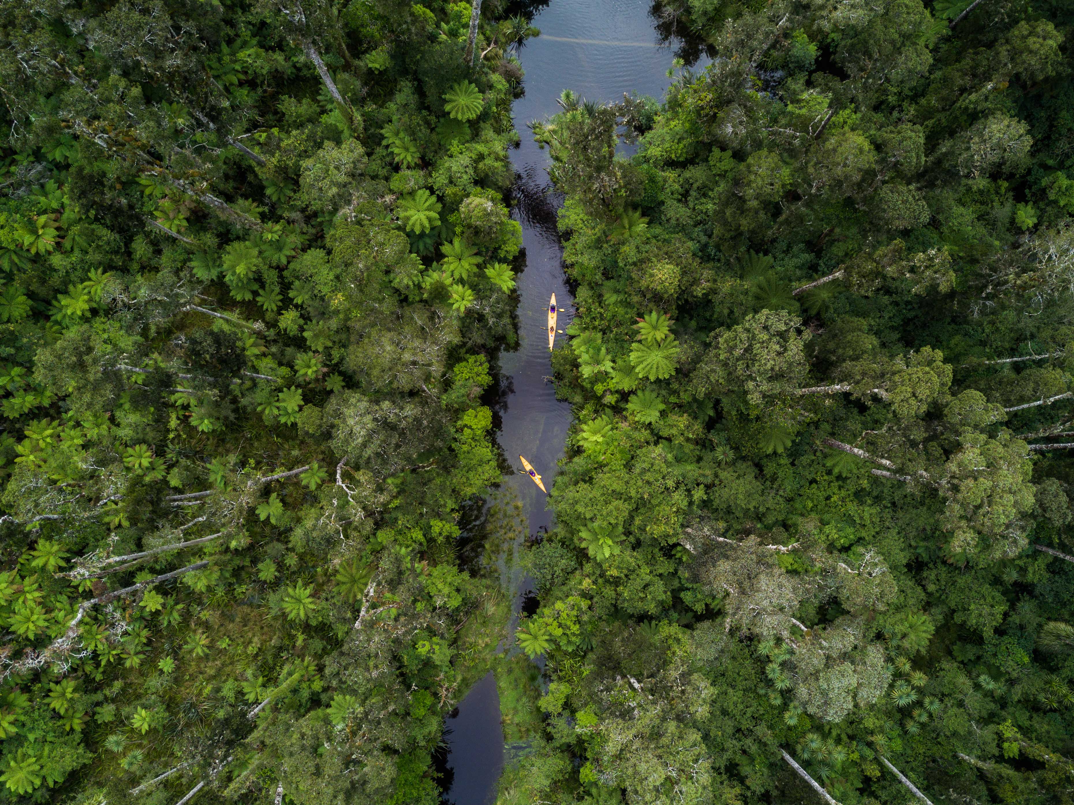 Rainforest, Ōkārito River