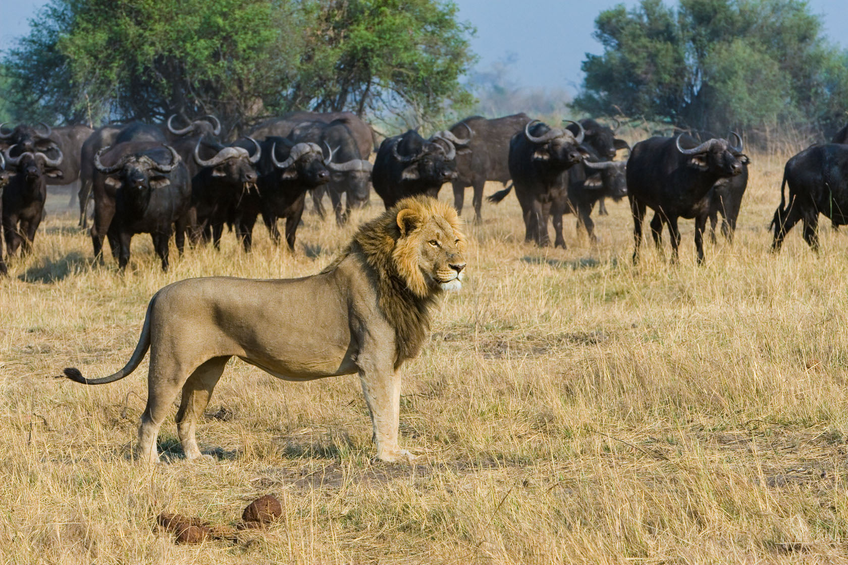 Great Wilderness Journey | Linyanti - Botswana
