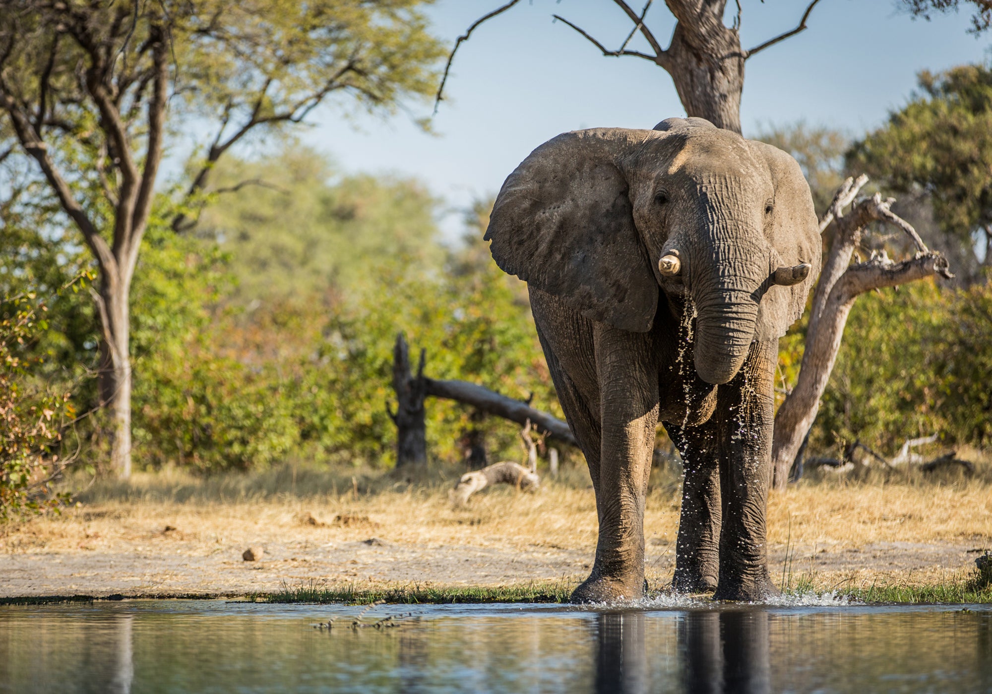 Machaba Camp