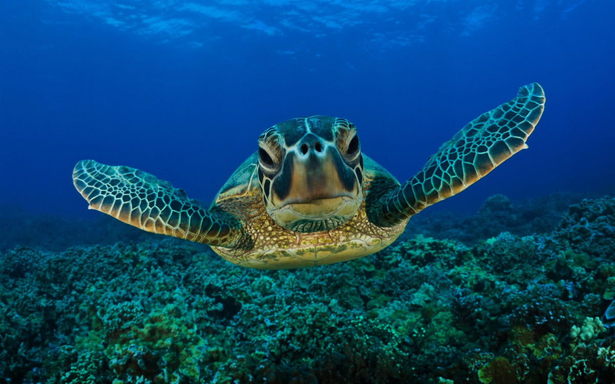 Sea Turtle Farm & Hatchery koggala