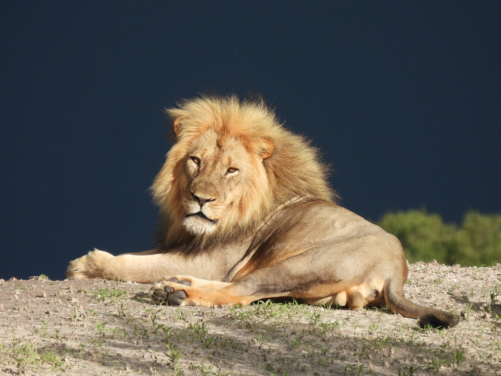 Lion