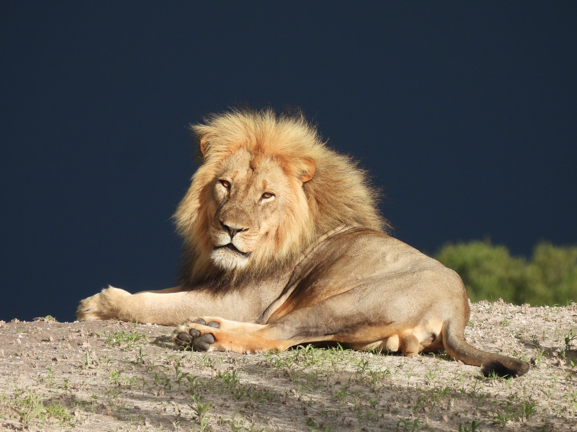 Lion