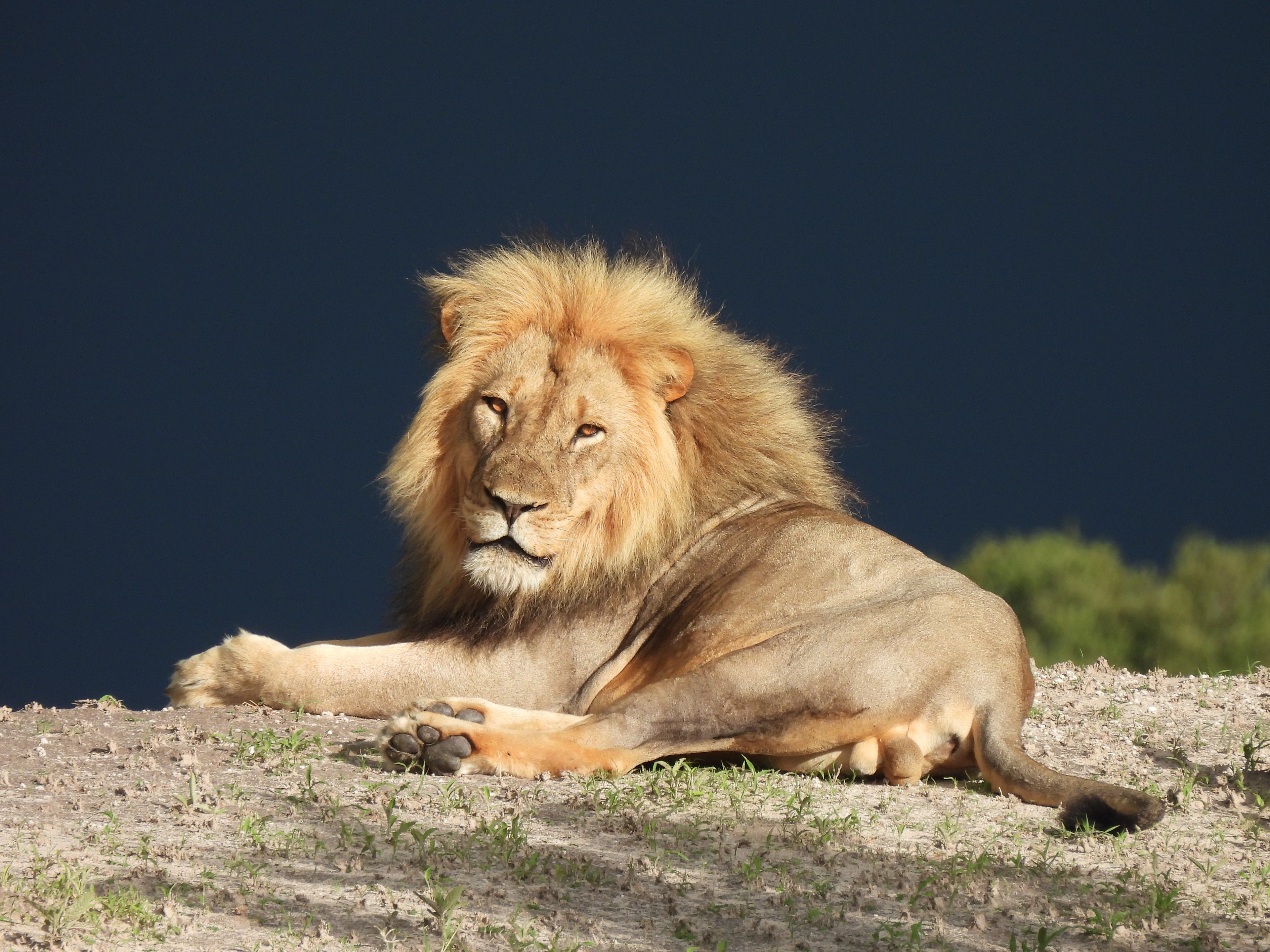 Lion