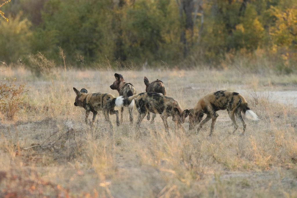 Wild Dog