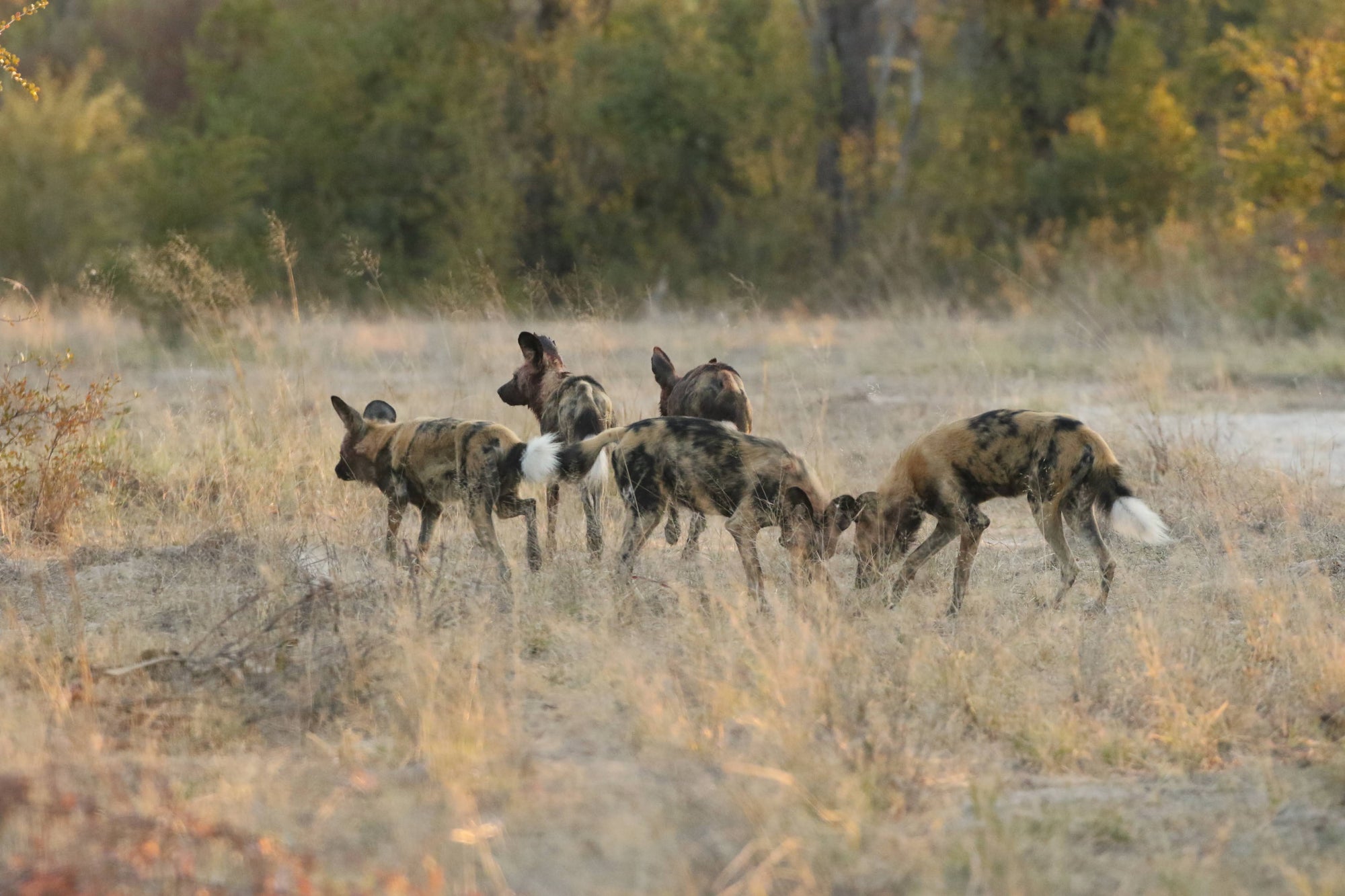 Wild Dog